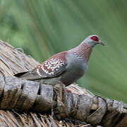 Pigeon roussard