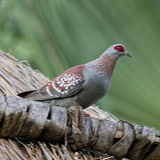 Pigeon roussard