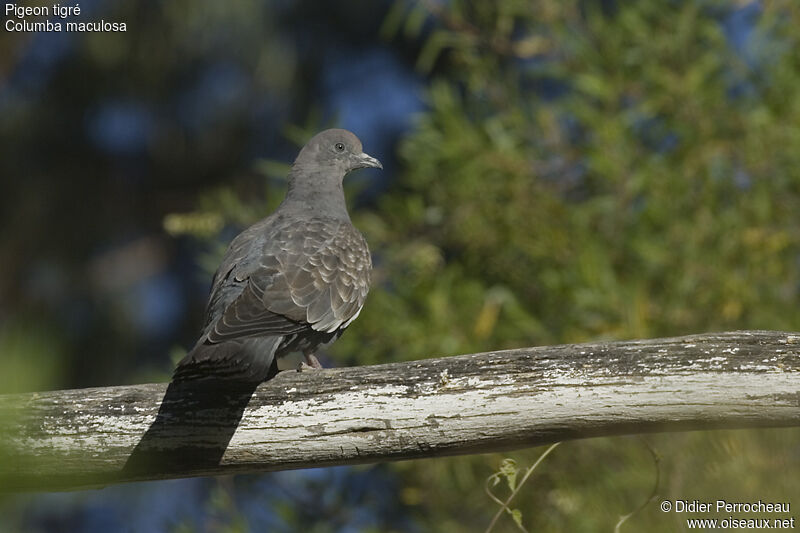 Pigeon tigré, identification