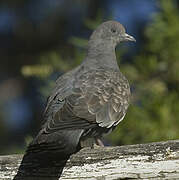 Spot-winged Pigeon