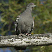 Spot-winged Pigeon