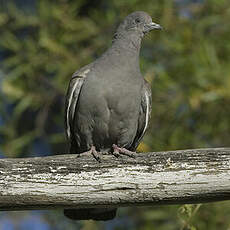 Pigeon tigré