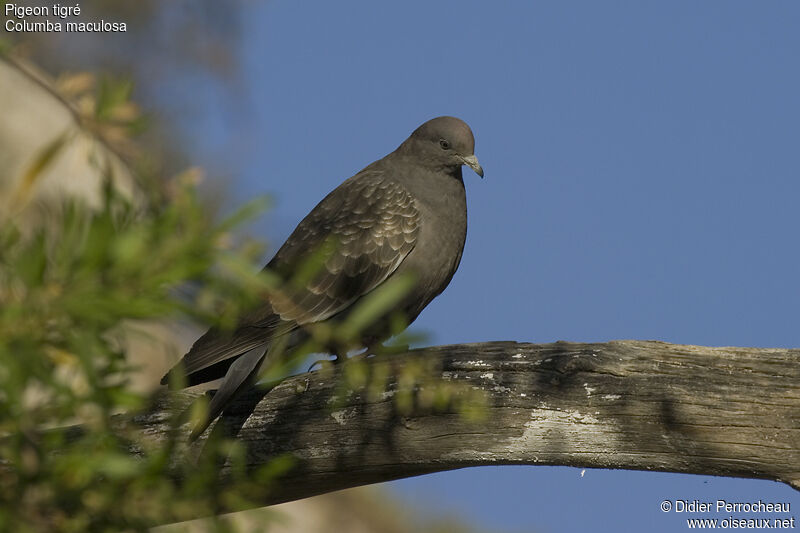 Pigeon tigré, identification