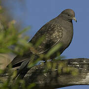 Spot-winged Pigeon