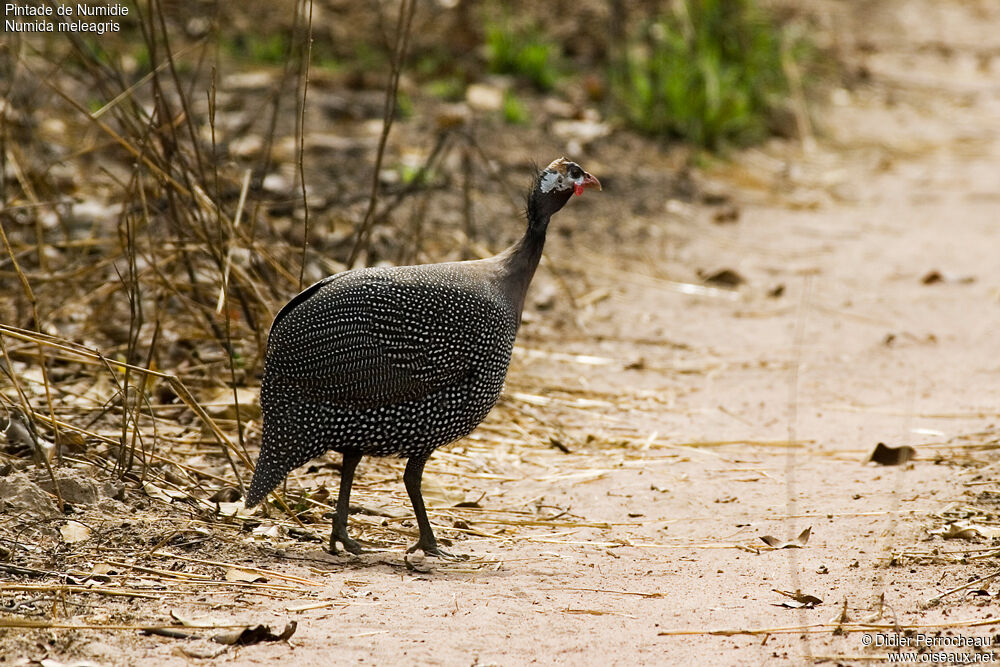 Helmeted Guineafowl