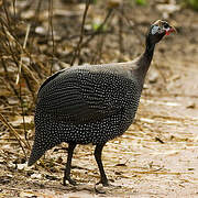 Helmeted Guineafowl