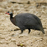 Helmeted Guineafowl