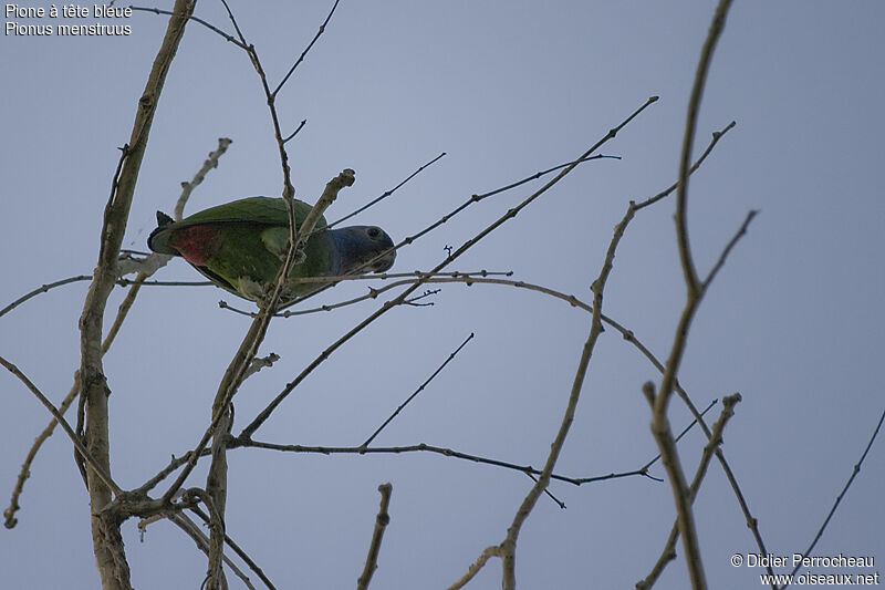 Blue-headed Parrot