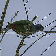 Blue-headed Parrot