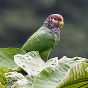 Plum-crowned Parrot