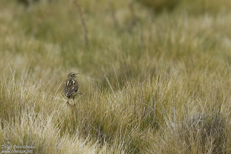 Correndera Pipit male adult, habitat, pigmentation, song