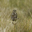 Pipit correndera