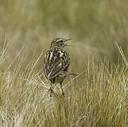 Correndera Pipit