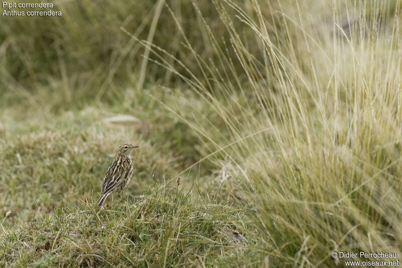 Correndera Pipit, habitat, pigmentation