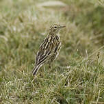 Pipit correndera