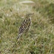 Pipit correndera