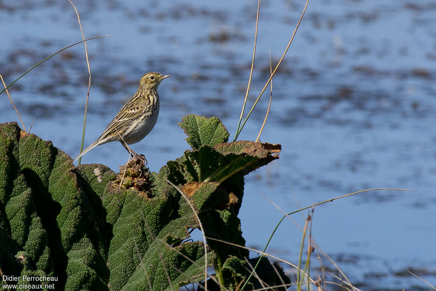 Correndera Pipitadult, habitat, pigmentation