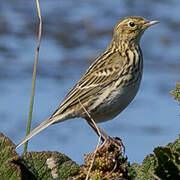 Pipit correndera