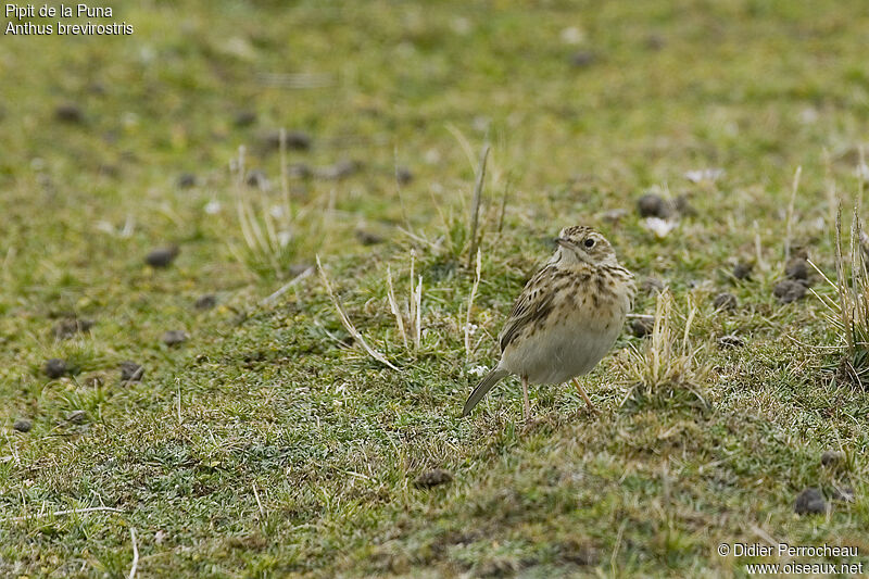 Puna Pipitadult, close-up portrait