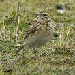 Pipit de la Puna