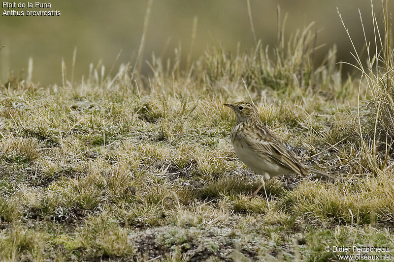 Pipit de la Punaadulte, identification