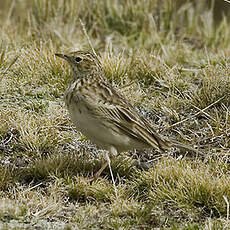 Pipit de la Puna