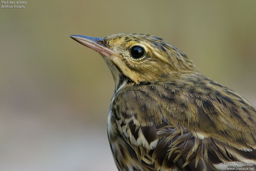 Pipit des arbres