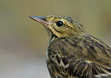 Pipit des arbres