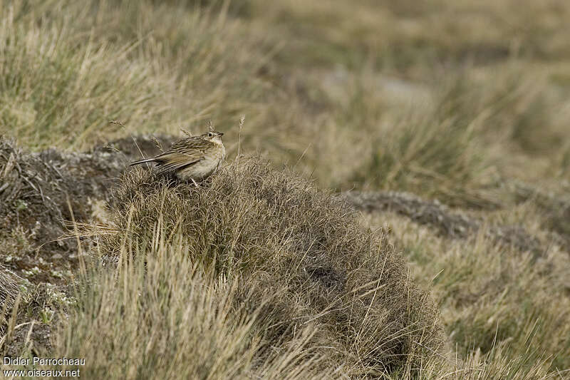 Pipit du paramo, habitat, pigmentation