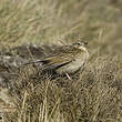 Pipit du paramo