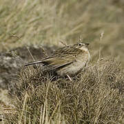 Paramo Pipit