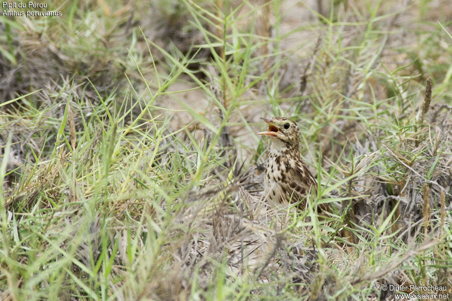 Pipit du Pérou