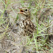 Peruvian Pipit