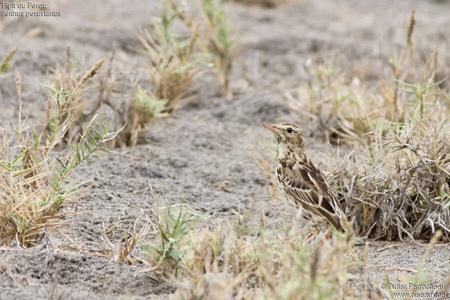 Peruvian Pipit