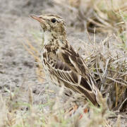 Peruvian Pipit