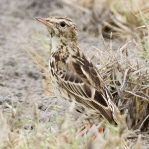 Pipit du Pérou