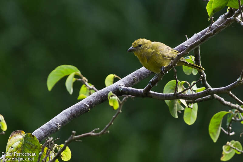 Hepatic Tanager female adult, identification