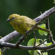 Hepatic Tanager