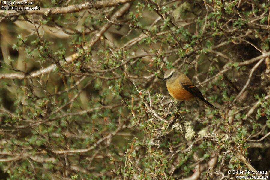 Brown-backed Chat-Tyrant