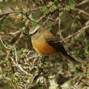 Brown-backed Chat-Tyrant