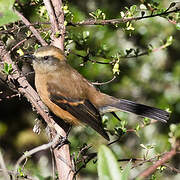 Brown-backed Chat-Tyrant