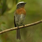 Rufous-breasted Chat-Tyrant