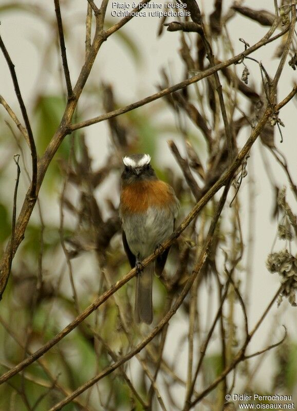 Rufous-breasted Chat-Tyrantadult