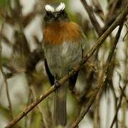 Rufous-breasted Chat-Tyrant