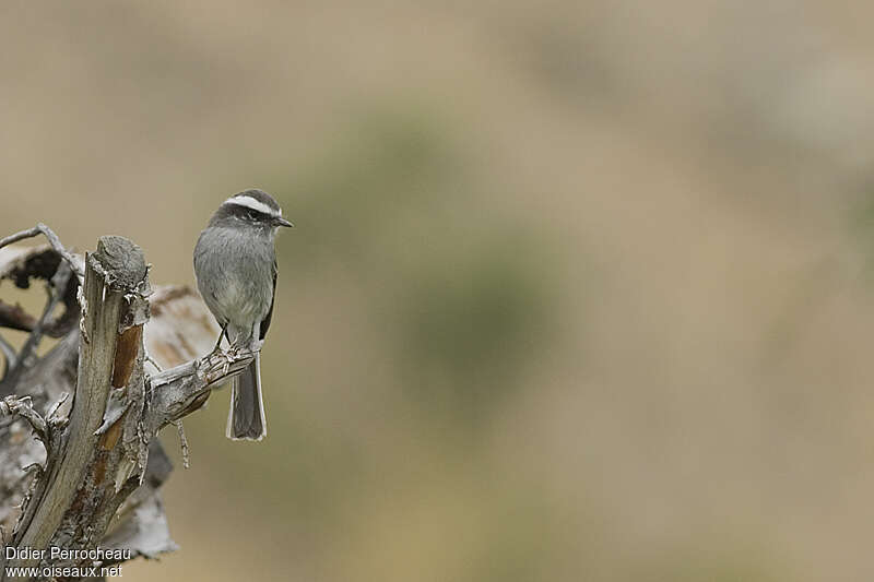 White-browed Chat-Tyrantadult