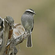 White-browed Chat-Tyrant