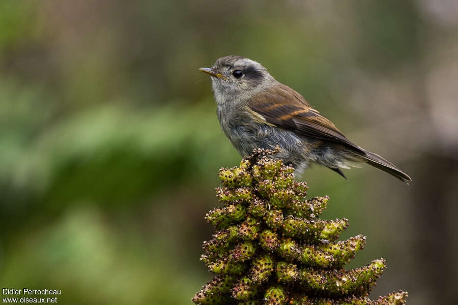 Pitajo de Patagonieadulte, identification