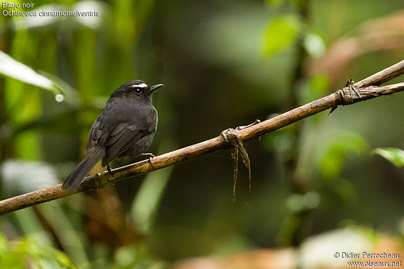 Slaty-backed Chat-Tyrantadult