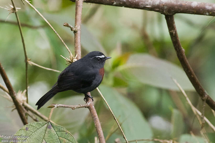 Slaty-backed Chat-Tyrantadult, identification