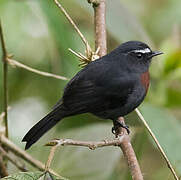 Slaty-backed Chat-Tyrant